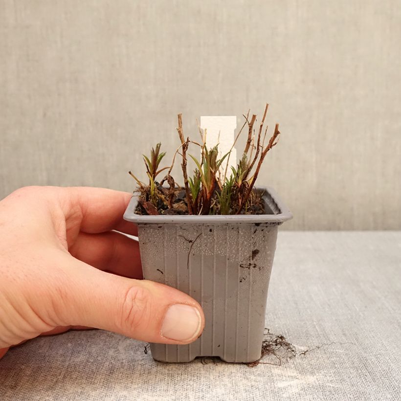 Example of Achillea ptarmica Boule de Neige - Bouton d'argent Godet de 8/9 cm as you get in hiver