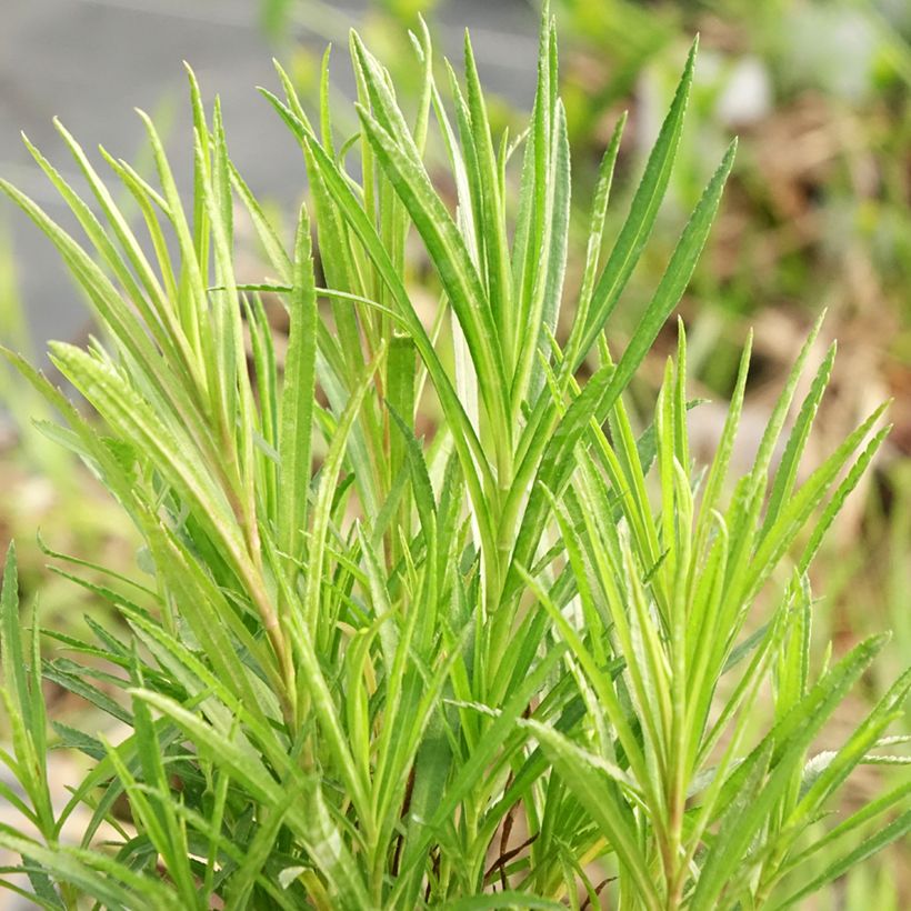 Achillea ptarmica - Bouton-d'argent (Feuillage)