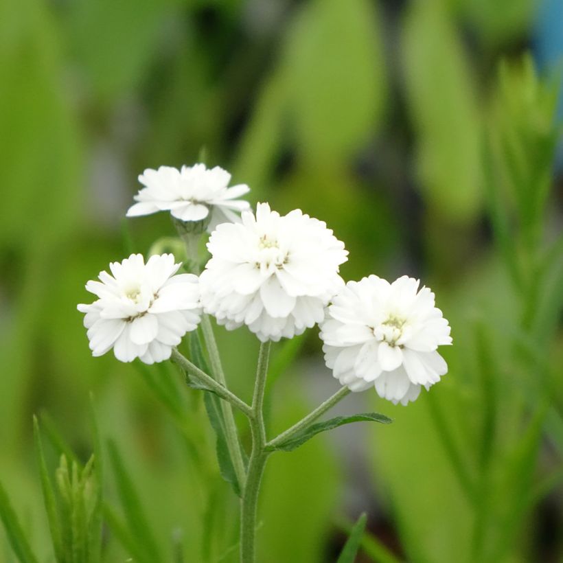Achillea ptarmica - Bouton-d'argent (Floraison)