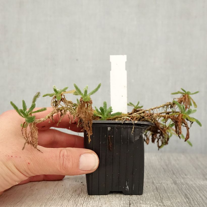 Spécimen de Achillea tomentosa Aurea (Maynard's Gold) - Achillée laineuse Godet de 8/9 cm tel que livré au printemps
