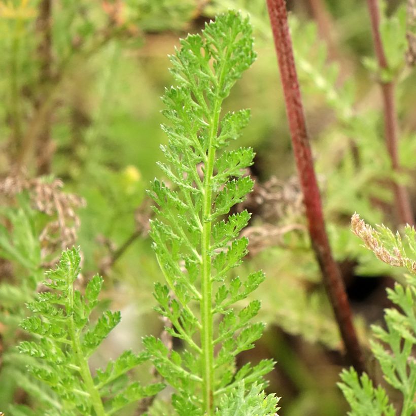 Achillée millefeuille Cassis - Achillea millefolium (Foliage)