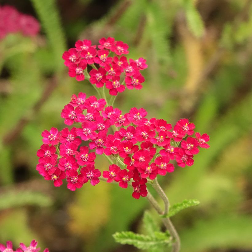 Achillée millefeuille Cassis - Achillea millefolium (Flowering)