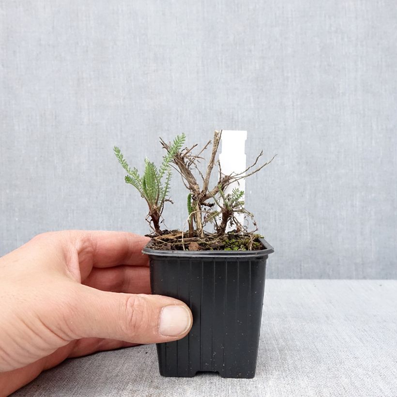 Example of Achillée millefeuille Wesersandstein Godet de 8/9 cm as you get in printemps