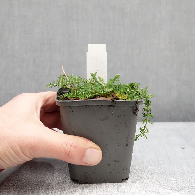 Spécimen de Achillée millefolium Hella Glashoff Godet de 8/9 cm tel que livré en hiver