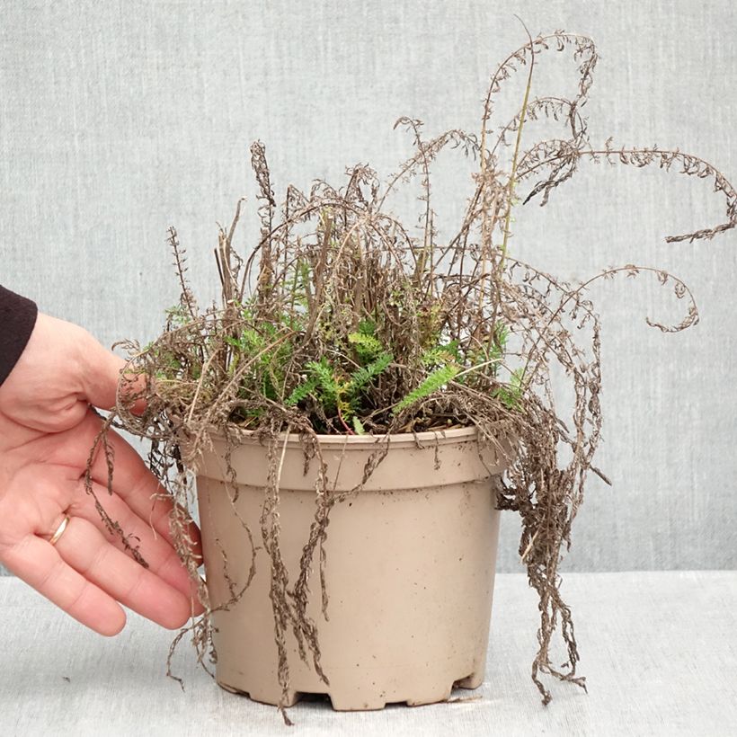 Spécimen de Achillée millefolium Lilac Beauty Pot de 2L/3L tel que livré en automne