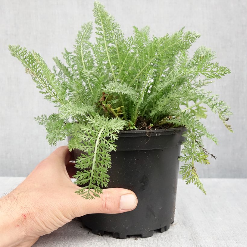 Spécimen de Achillée millefolium Summer Pastels Pot de 2L/3L tel que livré en automne