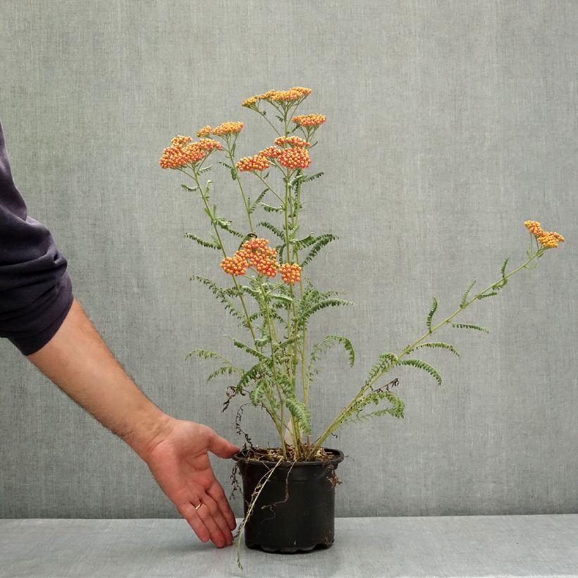 Spécimen de Achillée millefolium Terracotta Pot de 2L/3L tel que livré en été