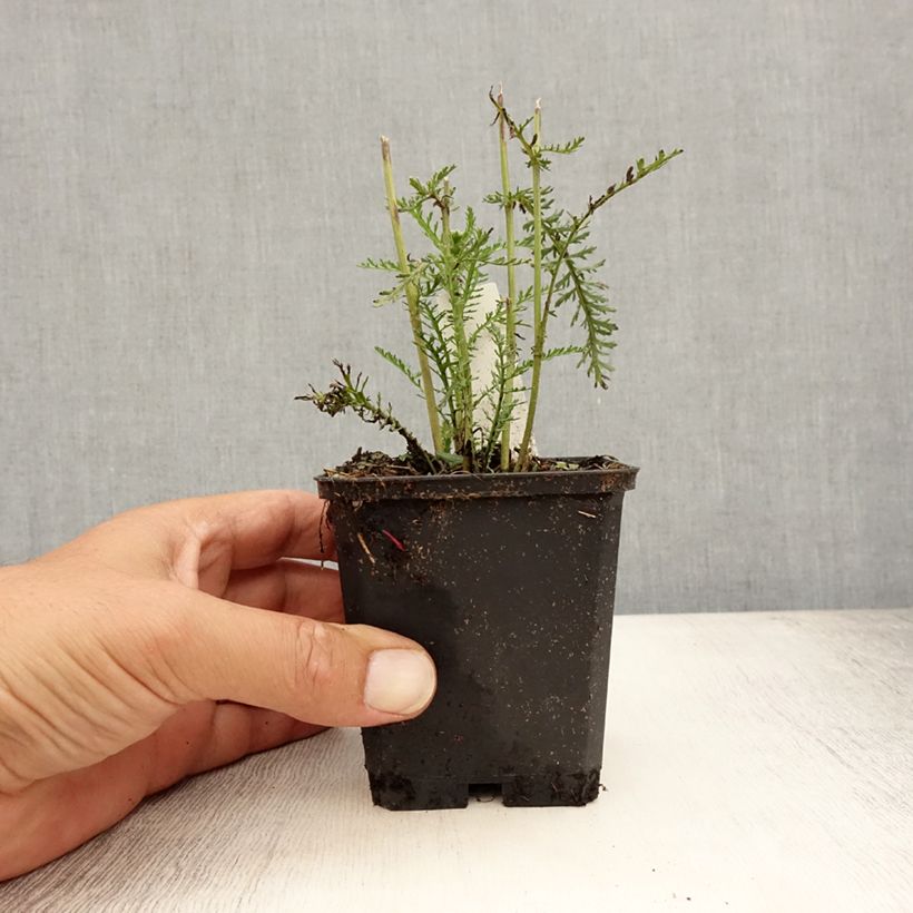 Spécimen de Achillée millefolium Wonderful Wampee Godet de 8/9 cm tel que livré en été