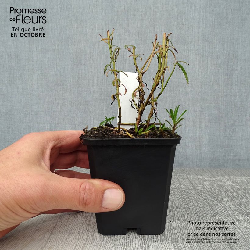 Spécimen de Achillée ptarmica Perry's White Godet de 8/9 cm tel que livré en automne