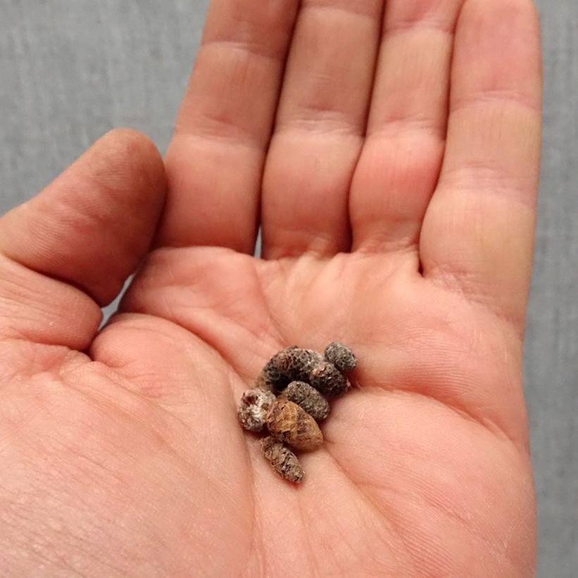 Example of Achimenes Blanc Bulbe calibre I as you get in printemps