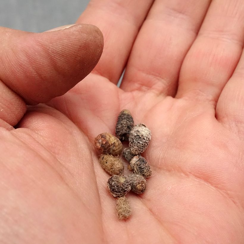 Spécimen de Achimenes en mélange Bulbe calibre I tel que livré au printemps