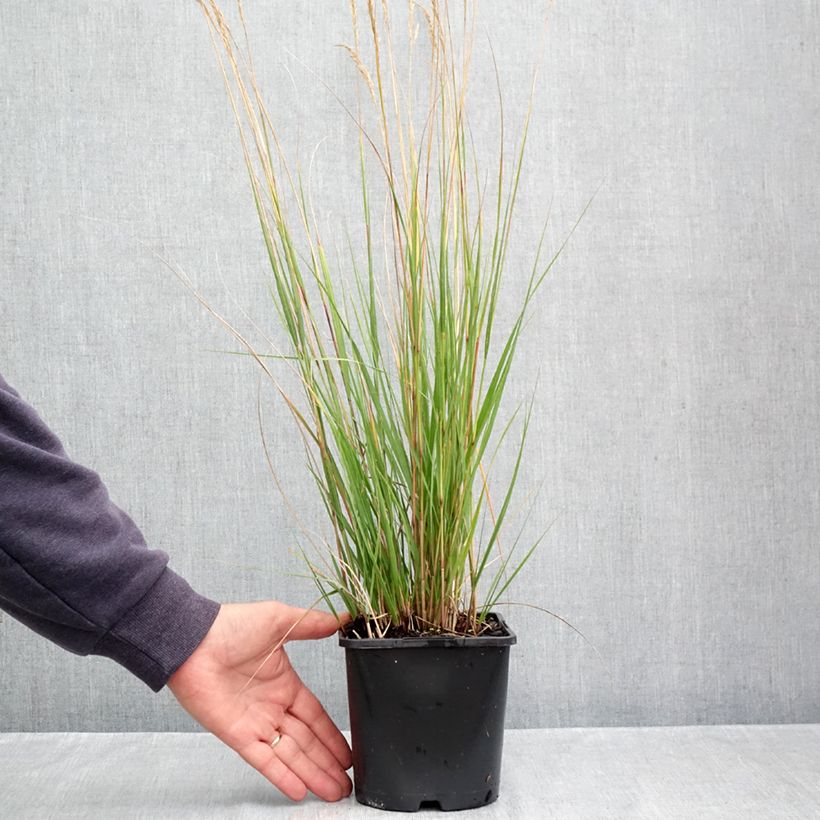 Spécimen de Achnatherum ou Stipa calamagrostis Allgäu - Calamagrostide argenté Pot de 1,5L/2L tel que livré en automne