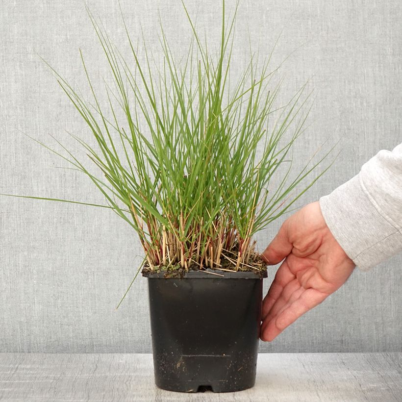 Example of Achnatherum ou Stipa calamagrostis Allgäu - Calamagrostide argenté Pot de 1,5L/2L as you get in printemps