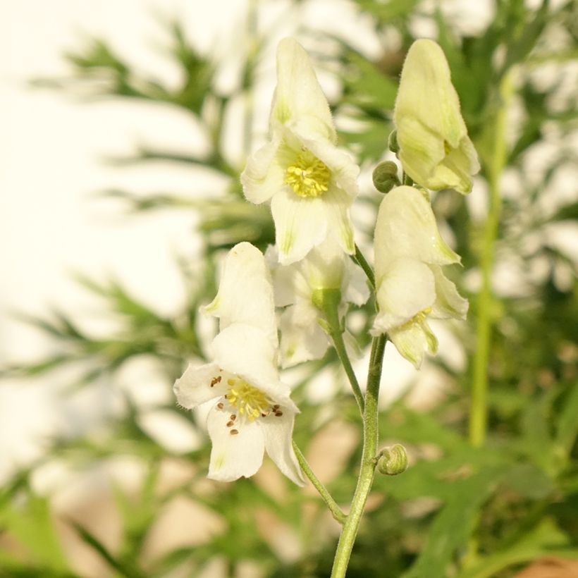 Aconit blanc - Aconitum napellus Album - Casque de Jupiter blanc (Floraison)