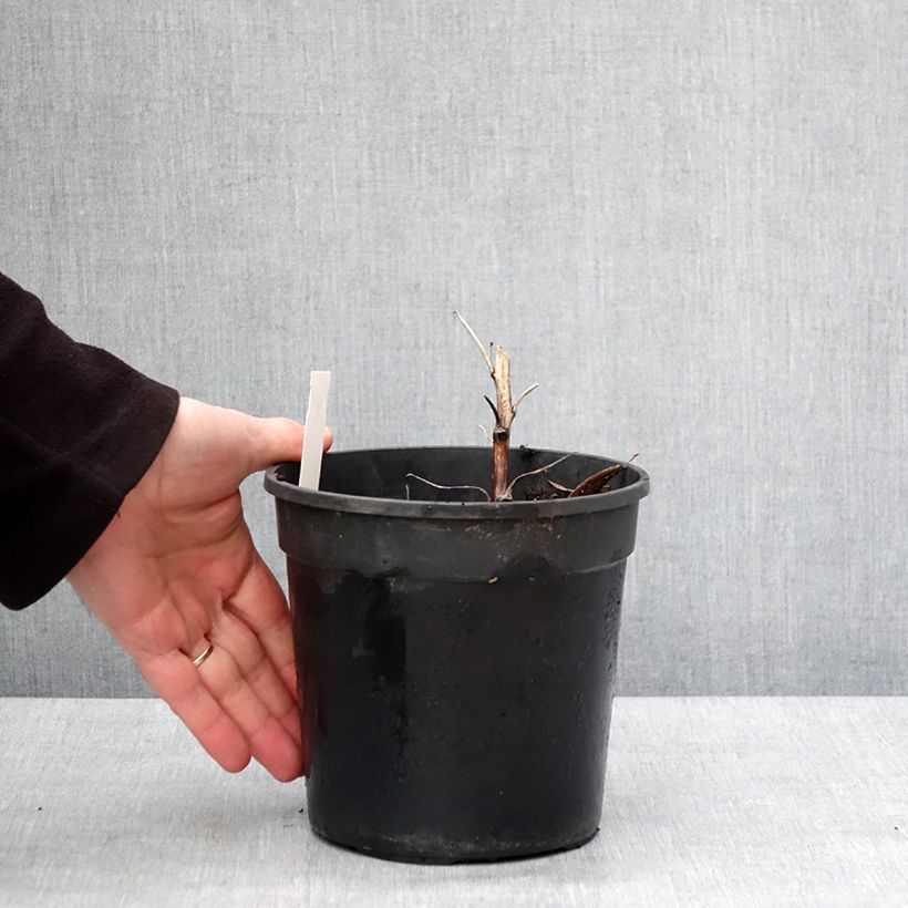 Spécimen de Aconit bleu et blanc - Aconitum cammarum Bicolor Pot de 2L/3L tel que livré en hiver