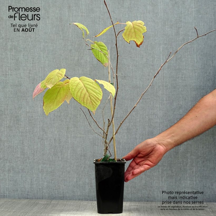 Spécimen de Actinidia kolomikta Adam - Kiwi d'ornement mâle Pot de 1,5L/2L tel que livré en été