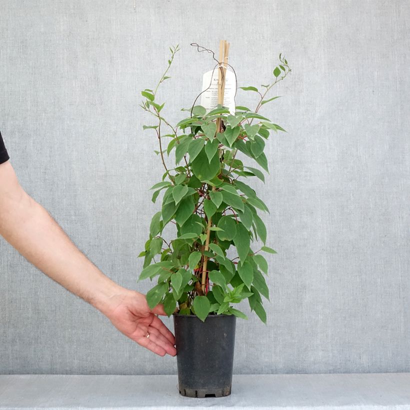 Spécimen de Actinidia kolomikta Red Beauty - Kiwi d'ornement femelle Pot de 2L/3L tel que livré au printemps