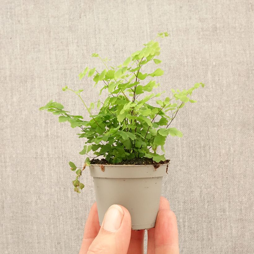 Spécimen de Adiantum Fritz Lüthi - Capillaire Mini-plante tel que livré au printemps