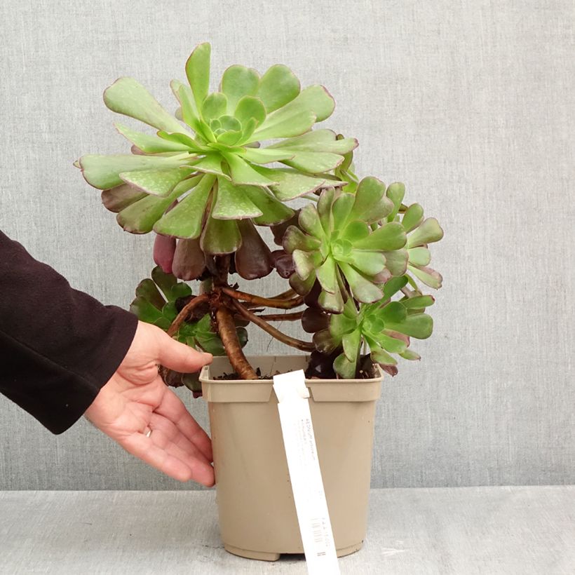 Spécimen de Aeonium arboreum Kilimandjaro- Aeonium en arbre Pot de 3L/4L tel que livré en automne