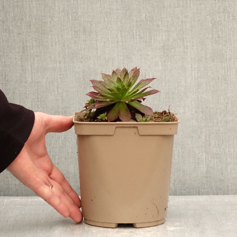 Spécimen de Aeonium arboreum Phoenix Flame - Aeonium en arbre Pot de 3L/4L tel que livré en hiver