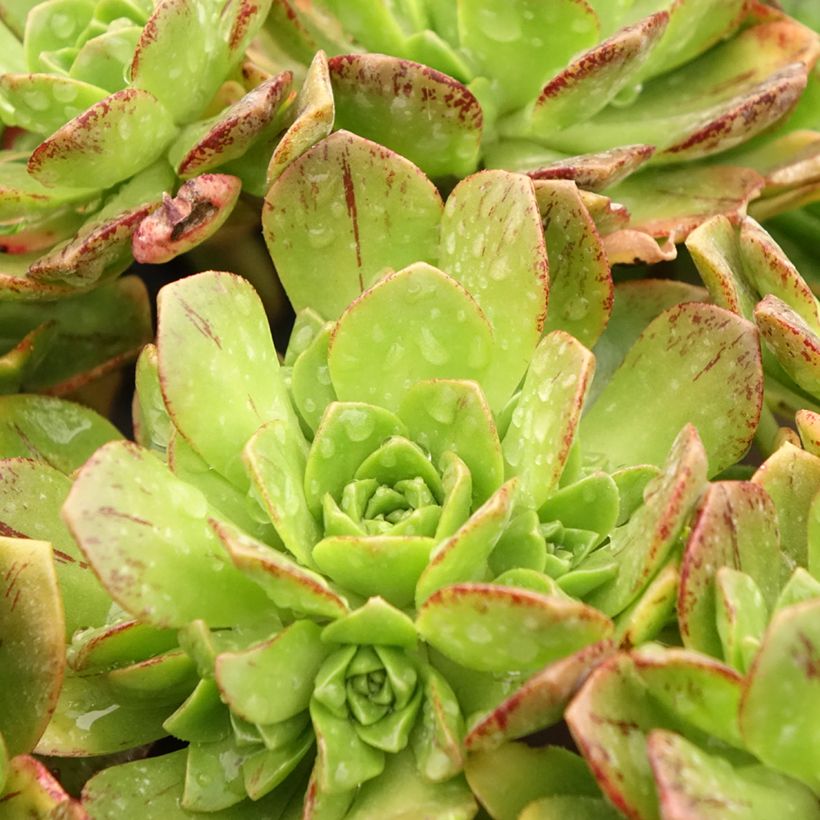 Aeonium Bronze Medal (Feuillage)