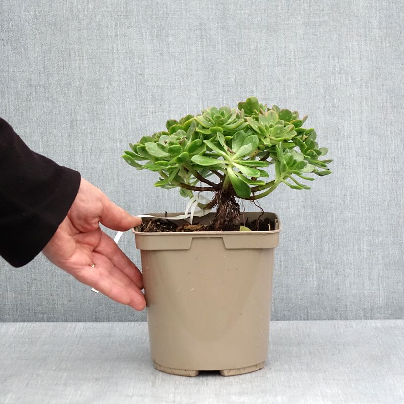 Spécimen de Aeonium Bronze Medal Pot de 3L/4L tel que livré au printemps