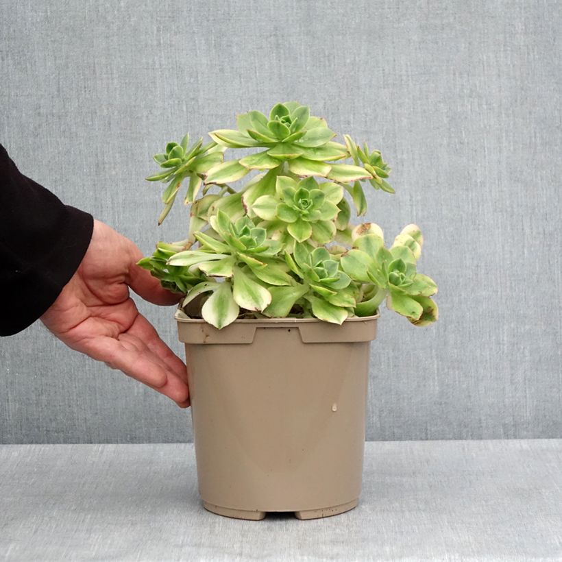 Spécimen de Aeonium Floresens Pot de 3L/4L tel que livré au printemps
