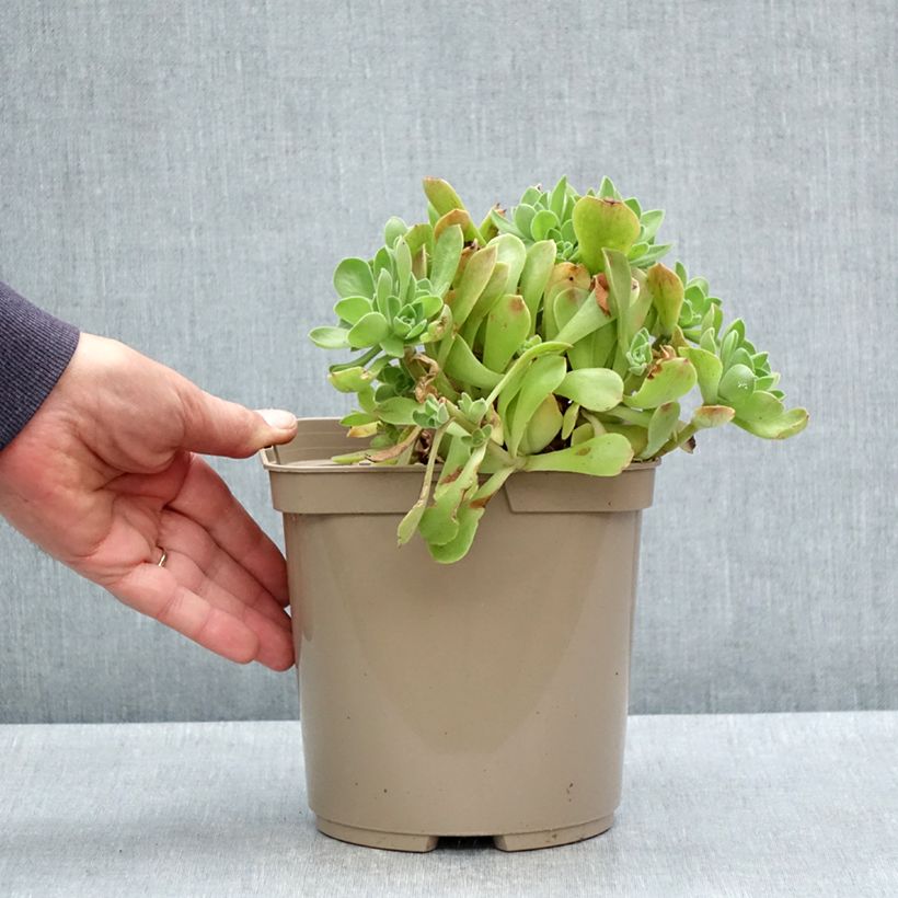Spécimen de Aeonium Goblin Pot de 3L/4L tel que livré au printemps