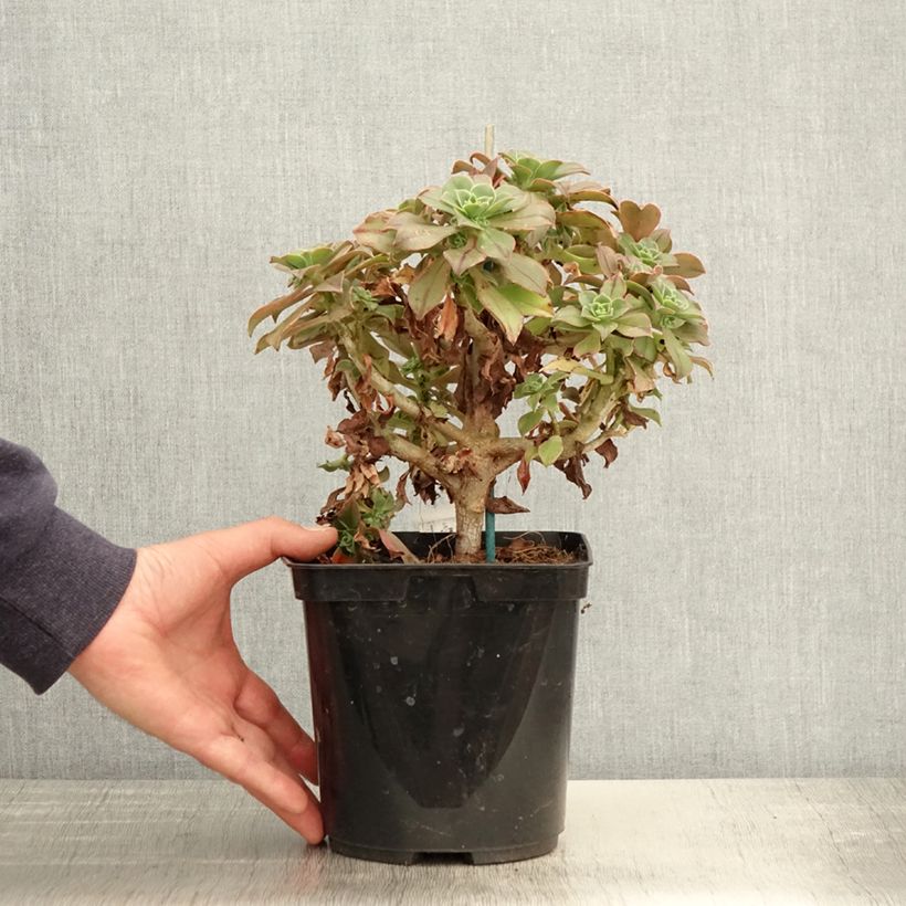 Spécimen de Aeonium leucoblepharum Yemen Pot de 3L/4L tel que livré au printemps