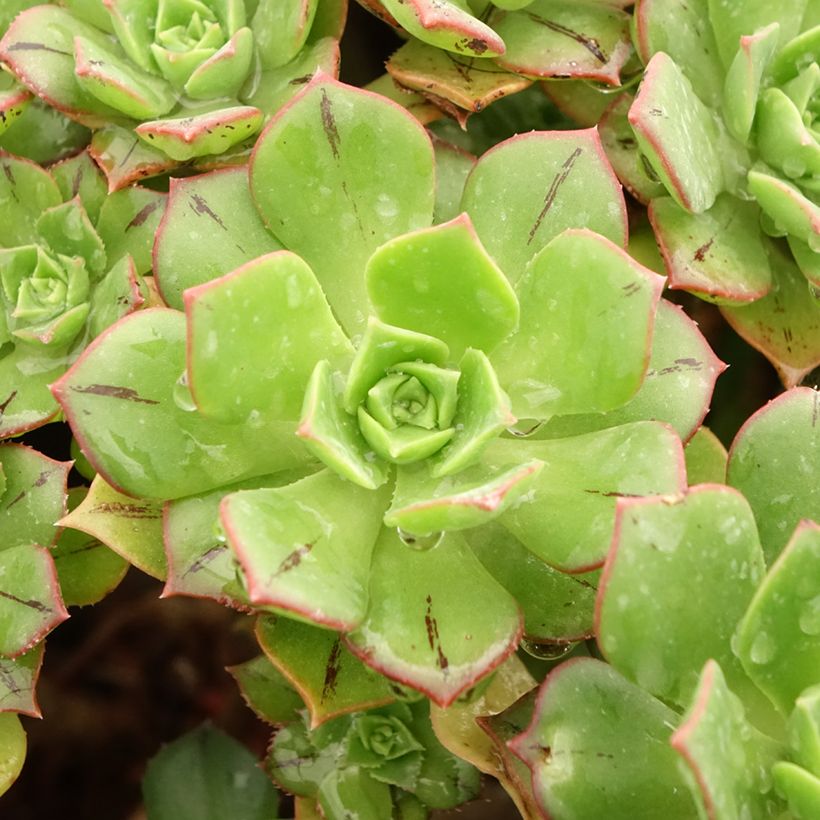 Aeonium Mary Ann Kunkel (Feuillage)