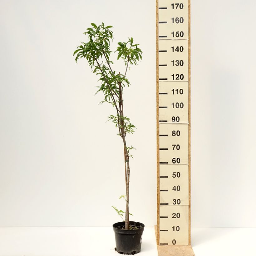 Spécimen de Aesculus Digitata - Marronnier commun hybride Pot de 4L/5L tel que livré au printemps