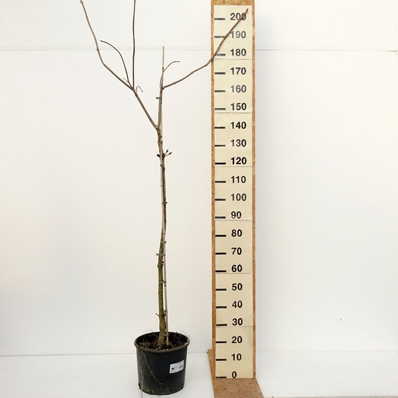 Spécimen de Aesculus flava - Pavier, Marronnier jaune Pot de 20L/25L, Tige, Tige de 120 cm tel que livré en automne