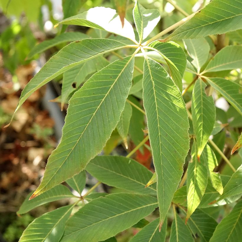 Aesculus glabra Herkenrode - Marronnier de l'Ohio (Feuillage)