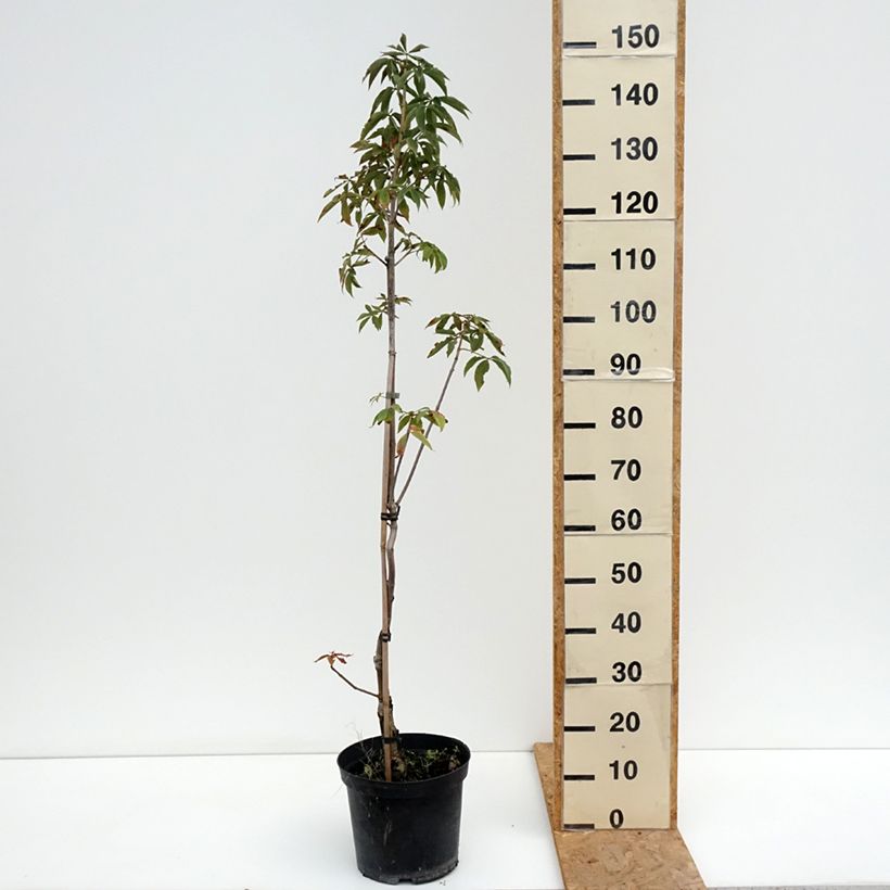 Spécimen de Aesculus glabra Herkenrode - Marronnier de l'Ohio Pot de 7,5L/10L tel que livré en été