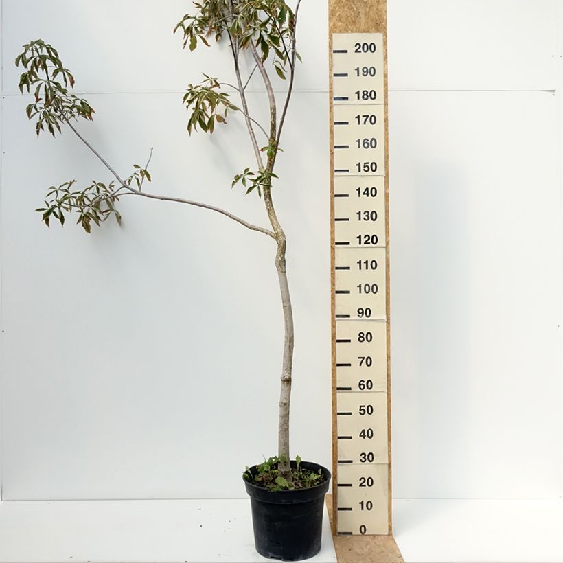 Spécimen de Aesculus glabra October Red - Marronnier de l'Ohio Pot de 20L/25L, Tige tel que livré en été