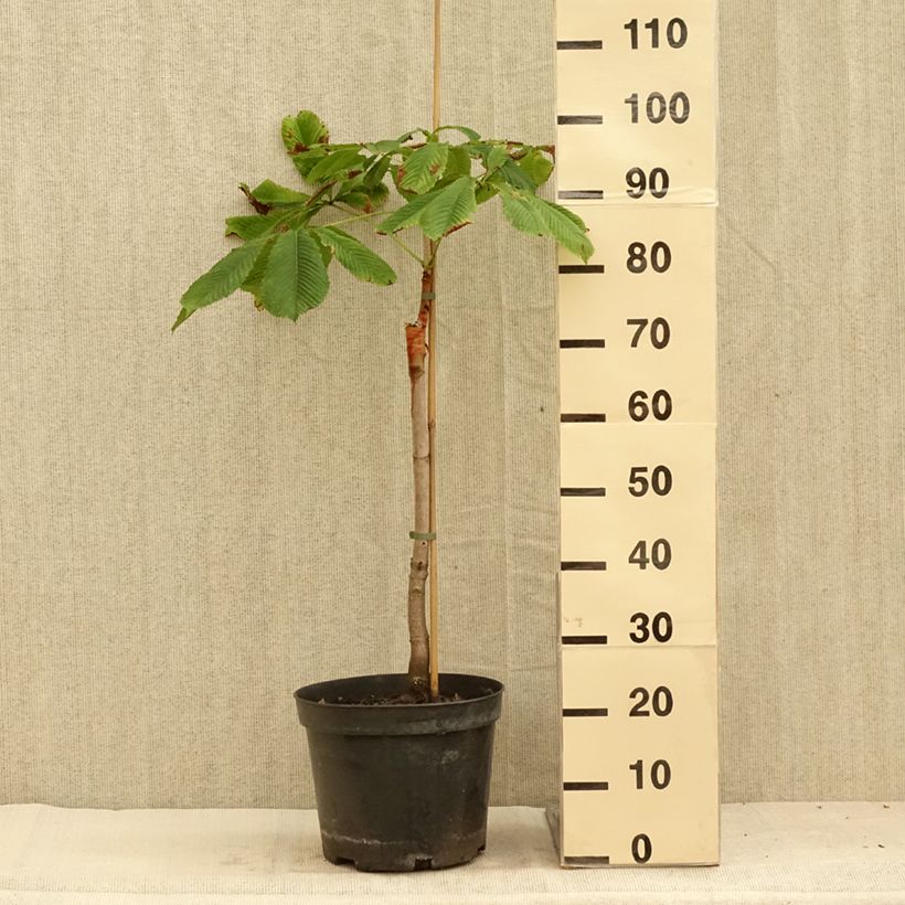 Spécimen de Aesculus hippocastanum Hampton Court Gold - Marronnier commun Pot de 4L/5L tel que livré en été