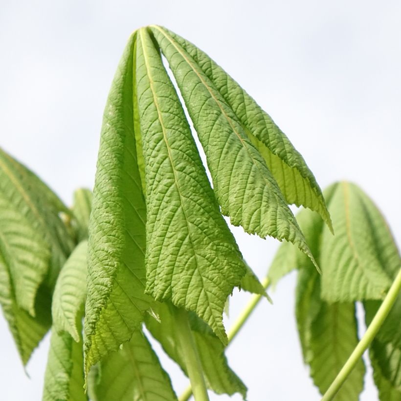 Aesculus hippocastanum Umbraculifera - Marronnier commun (Feuillage)