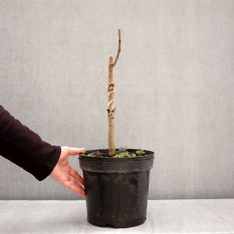 Spécimen de Aesculus indica Sydney Pearce - Marronnier de l'Himalaya Pot de 7,5L/10L tel que livré en hiver