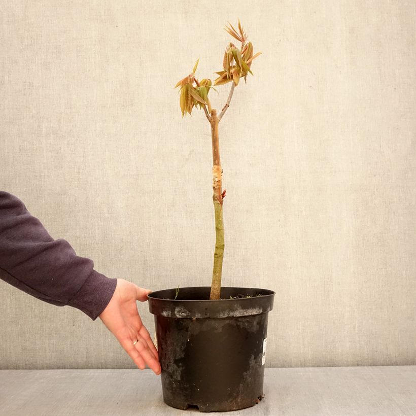 Spécimen de Aesculus indica Sydney Pearce - Marronnier de l'Himalaya Pot de 7,5L/10L tel que livré au printemps