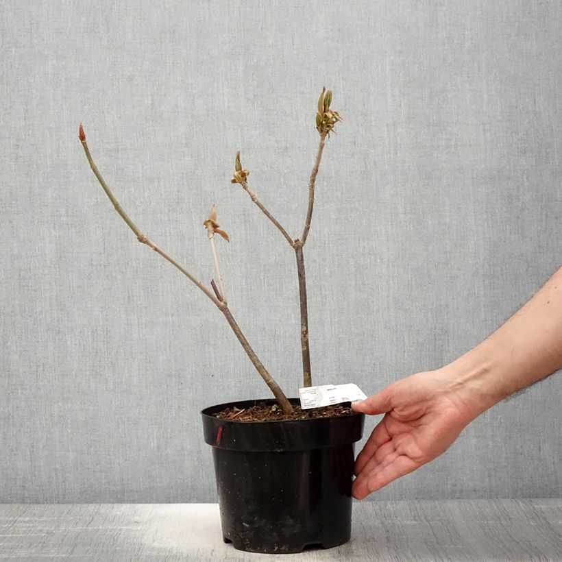 Spécimen de Aesculus parviflora - Pavier blanc Pot de 2L/3L tel que livré au printemps