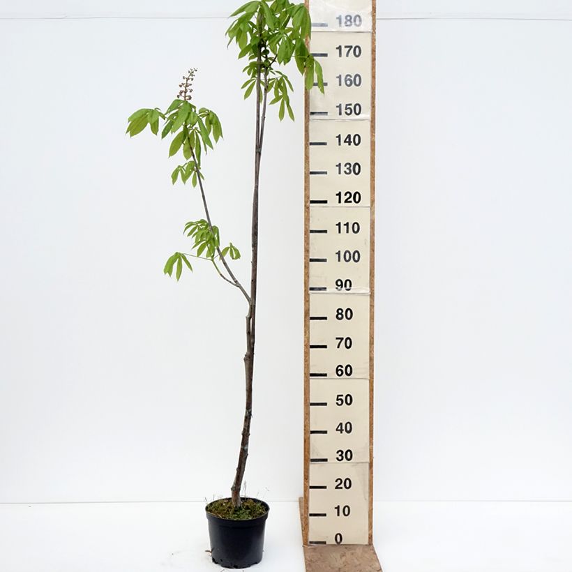 Spécimen de Aesculus x bushii - Marronnier d'ornement Pot de 7,5L/10L, Tige tel que livré au printemps