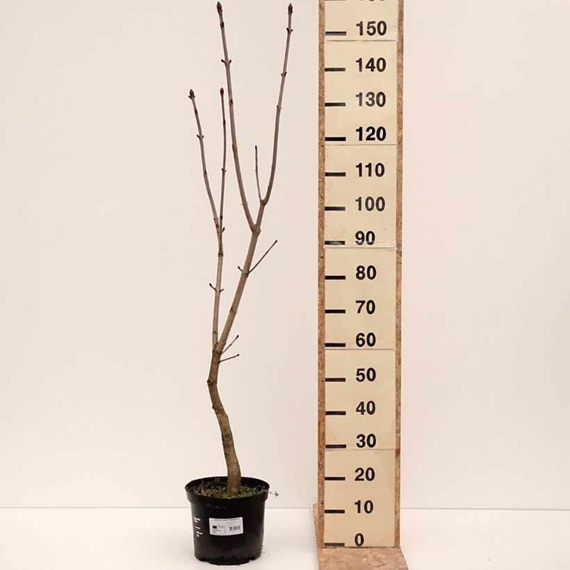 Spécimen de Aesculus x carnea Plantierensis - Marronnier rouge Pot de 7,5L/10L tel que livré en hiver