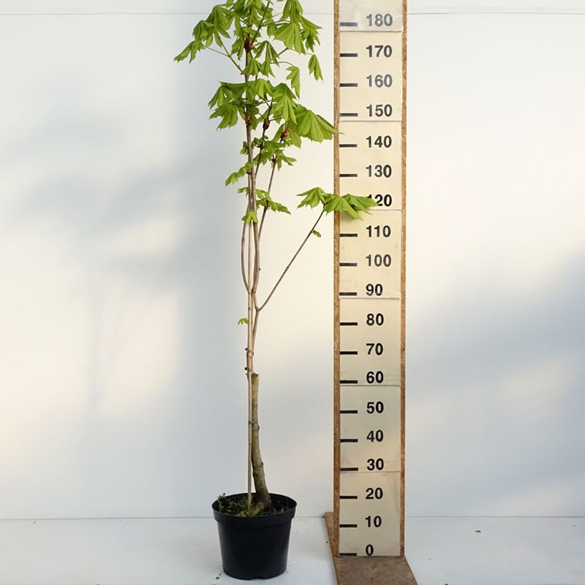 Spécimen de Aesculus x carnea Plantierensis - Marronnier rouge Pot de 7,5L/10L tel que livré au printemps