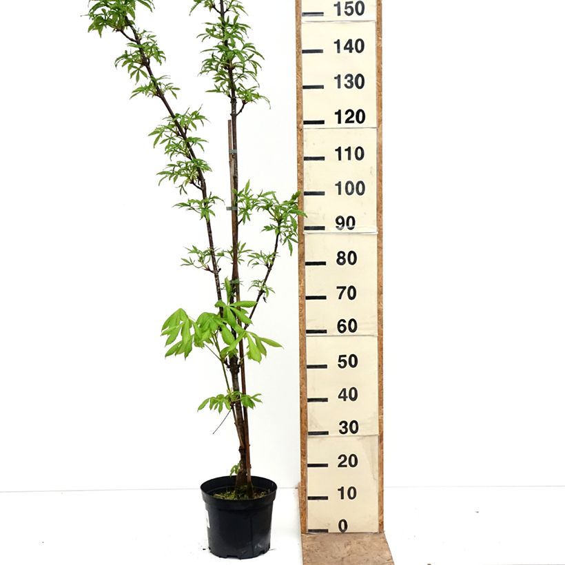 Spécimen de Aesculus x dallimorei - Marronnier chimère de Dallimore Pot de 4L/5L tel que livré au printemps