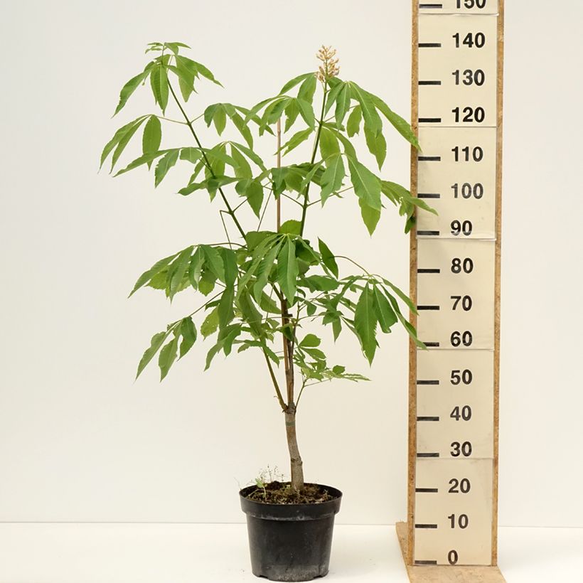 Spécimen de Aesculus x glaucescens - Marronnier aurore Pot de 7,5L/10L tel que livré au printemps