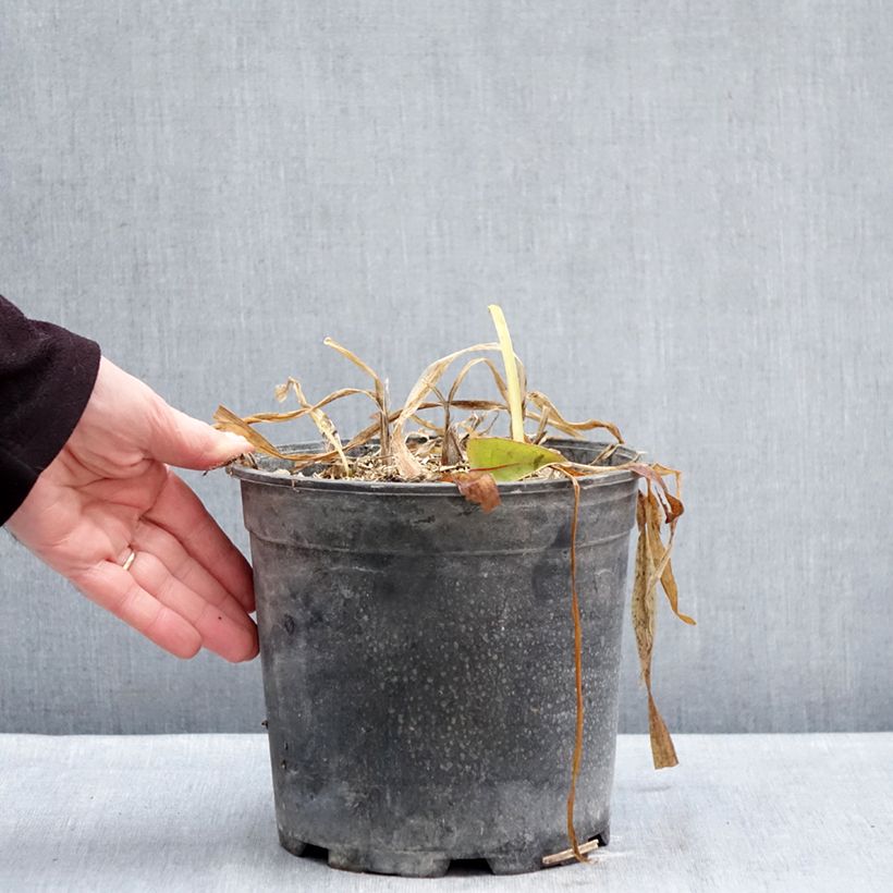 Spécimen de Agapanthe africanus (umbellatus) Albus Pot de 4L/5L tel que livré en hiver