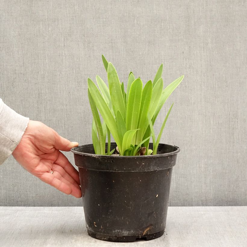 Spécimen de Agapanthe africanus (umbellatus) Albus Pot de 4L/5L tel que livré au printemps