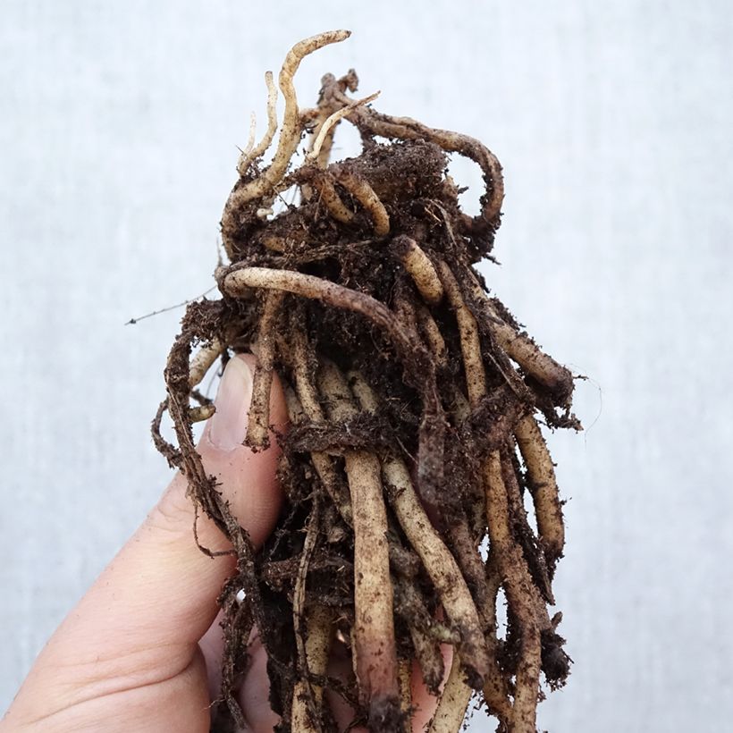 Spécimen de Agapanthe africanus (umbellatus) Albus Souche 1/2 yeux tel que livré en hiver