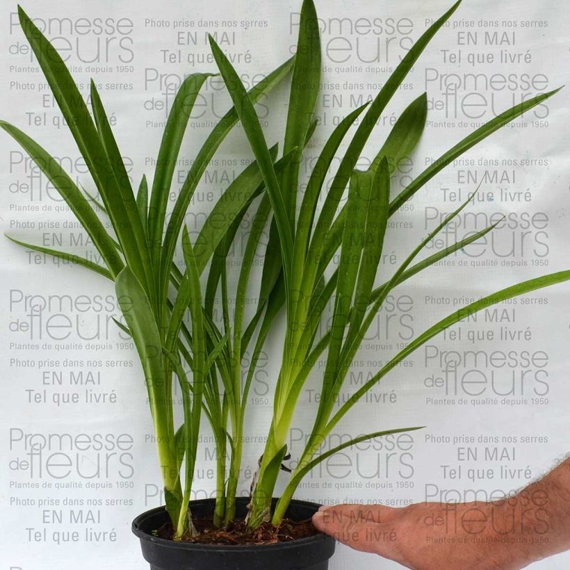 Exemple de spécimen de Agapanthe inapertus Nigrescens Pot de 2L/3L tel que livré