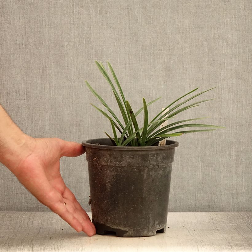 Spécimen de Agapanthe Back in Black Pot de 2L/3L tel que livré en été